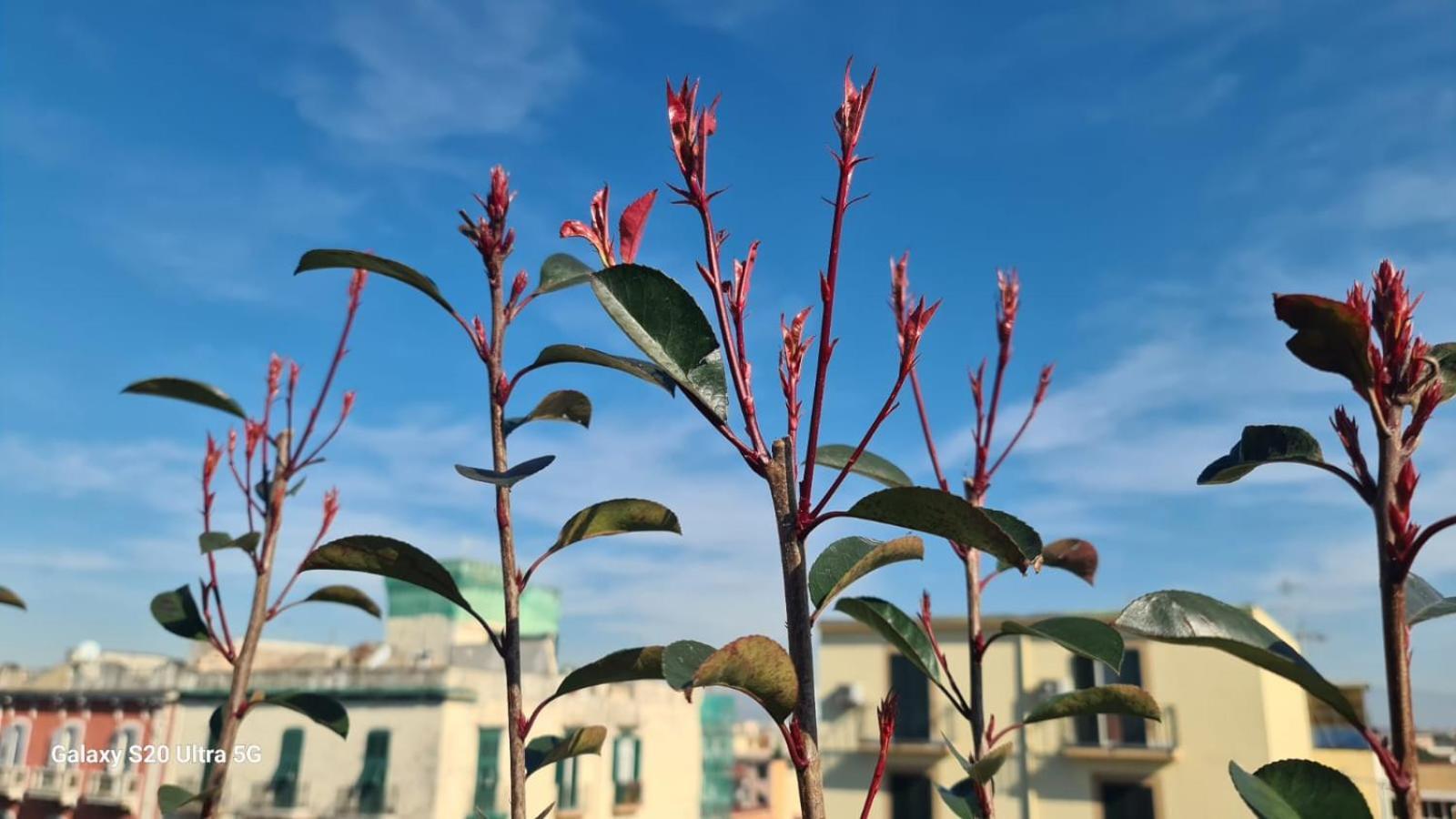 Appartamento Le Terrazze Sul Vesuvio Napoli